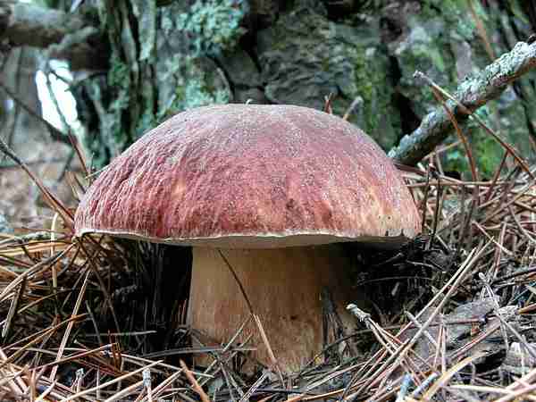  Image name: 04 Porcino.jpg 
 width: 600 pixel 
 height: 450 pixel 
 Size: 30883 bytes 
 Click to enlarge 